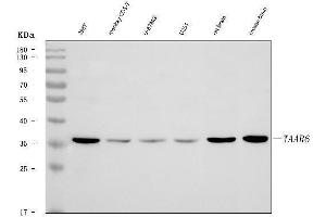 Western blot analysis of TAAR6 using anti-TAAR6 antibody (ABIN7603096).
