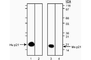 Western blot analysis of p21 in human and mouse.