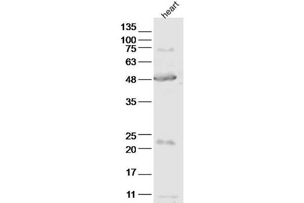 ABI3 Antikörper  (AA 151-250)