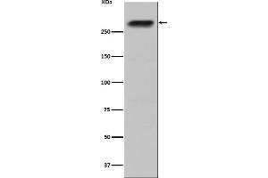 Western blot analysis of CENPE expression in HepG2 cell lysate.