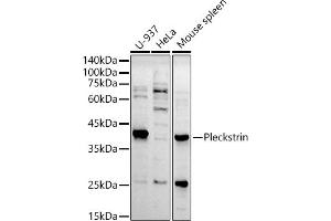 Western blot analysis of extracts of various cell lines, using Pleckstrin antibody (ABIN7269409) at 1:500 dilution. (Pleckstrin 抗体)