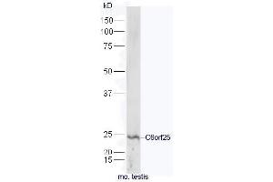C6orf25 抗体  (AA 1-100)