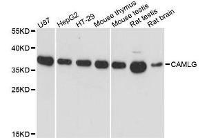 Western blot analysis of extracts of various cell lines, using CAMLG antibody. (CAMLG 抗体  (AA 1-190))