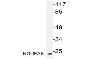 Western blot (WB) analysis of NDUFA8 antibody in extracts from 293 cells. (NDUFA8 抗体)
