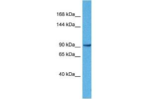 Host:  Rabbit  Target Name:  ACTN3  Sample Tissue:  Human 786-0 Whole Cell  Antibody Dilution:  1ug/ml (ACTN3 抗体  (N-Term))