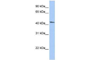 IGFBP2 antibody used at 1 ug/ml to detect target protein. (IGFBP2 抗体  (Middle Region))