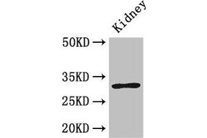 Western Blot Positive WB detected in: Mouse kidney tissue All lanes: FAM151B antibody at 2. (FAM151B 抗体  (AA 1-276))