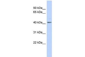 WB Suggested Anti-KLF1 Antibody Titration:  0. (KLF1 抗体  (N-Term))