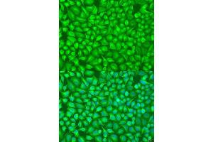 Immunofluorescence (IF) image for anti-G-Elongation Factor, Mitochondrial 1 (GFM1) (AA 482-751) antibody (ABIN1679983)