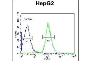 SERPINC1 Antibody (C-term) (ABIN390671 and ABIN2840966) flow cytometric analysis of HepG2 cells (right histogram) compared to a negative control cell (left histogram). (SERPINC1 抗体  (C-Term))