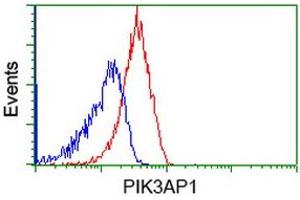 Image no. 1 for anti-phosphoinositide-3-Kinase Adaptor Protein 1 (PIK3AP1) antibody (ABIN1496828)