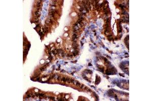 Anti-Caspase3 antibody, IHC(P) IHC(P): Mouse Intestine Tissue (Caspase 3 抗体  (AA 67-175))