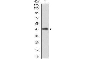 Western blot analysis using CLGN mAb against human CLGN recombinant protein. (Calmegin 抗体  (AA 249-405))
