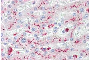 Human Liver (formalin-fixed, paraffin-embedded) stained with CEACAM1 antibody ABIN461971 at 10 ug/ml followed by biotinylated secondary antibody, alkaline phosphatase-streptavidin and chromogen. (CD66acd 抗体)