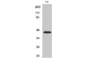 Western Blotting (WB) image for anti-Mitogen-Activated Protein Kinase Kinase 1/2 (MAP2K1/2) (pSer218), (pSer222) antibody (ABIN3182066) (MEK1/2 抗体  (pSer218, pSer222))