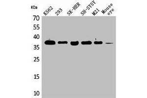 Western Blot analysis of K562 293 SK-HEP-1 SHSY5Y M21 mouse eye cells using RRP7A Polyclonal Antibody (RRP7A 抗体  (C-Term))