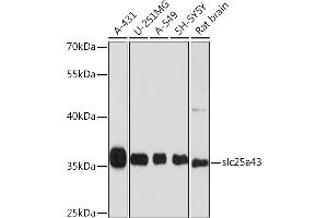 Western blot analysis of extracts of various cell lines, using slc25a43 Rabbit pAb (ABIN6133407, ABIN6147932, ABIN6147933 and ABIN6214950) at 1:1000 dilution. (SLC25A43 抗体  (AA 1-100))