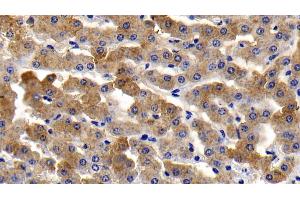 Detection of TNFa in Bovine Liver Tissue using Polyclonal Antibody to Tumor Necrosis Factor Alpha (TNFa) (TNF alpha 抗体  (AA 71-234))