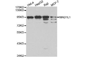 Western blot analysis of extracts of various cell lines, using MAD1L1 antibody. (MAD1L1 抗体  (AA 360-700))