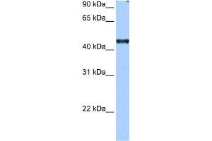 RBM42 antibody used at 0. (RBM42 抗体  (C-Term))