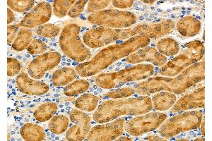 ABIN6263376 and ABIN6279028 at 1/100 staining Rat kidney tissue by IHC-P. (MRPL55 抗体  (Internal Region))