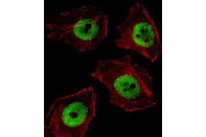Fluorescent image of A549 cell stained with UBP1 Antibody (Center) (ABIN657986 and ABIN2846933). (UBP1 抗体  (AA 266-295))