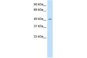 WB Suggested Anti-JUND Antibody Titration:  0. (JunD 抗体  (C-Term))