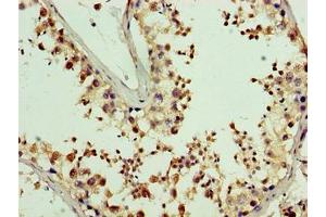Immunohistochemistry of paraffin-embedded human testis tissue using ABIN7162466 at dilution of 1:100 (PDRG1 抗体  (AA 1-133))