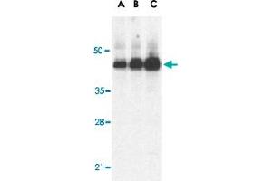 Western blot analysis of Casp12 (large) in human heart lysate with Casp12 large polyclonal antibody  at 0. (Caspase 12 抗体)