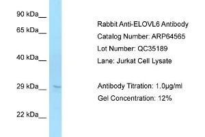 Western Blotting (WB) image for anti-ELOVL Fatty Acid Elongase 6 (ELOVL6) (C-Term) antibody (ABIN2774401) (ELOVL6 抗体  (C-Term))