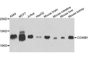 Western blot analysis of extract of various cells, using COX6B1 antibody. (COX6B1 抗体)