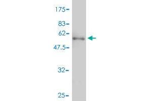 Western Blot detection against Immunogen (57. (GDF10 抗体  (AA 1-288))