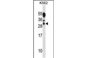 Western blot analysis in K562 cell line lysates (35ug/lane). (Myogenin 抗体  (AA 123-150))