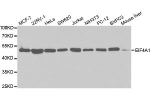 Western Blotting (WB) image for anti-Eukaryotic Translation Initiation Factor 4A2 (EIF4A2) antibody (ABIN1876482) (EIF4A2 抗体)