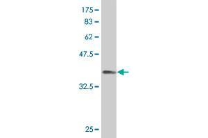 Western Blot detection against Immunogen (36. (PKNOX1 抗体  (AA 2-100))