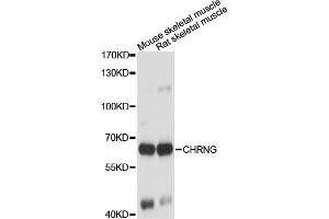 Western blot analysis of extracts of various cell lines, using CHRNG antibody. (CHRNG 抗体)