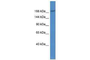 Western Blotting (WB) image for anti-ATP-Binding Cassette, Sub-Family C (CFTR/MRP), Member 2 (ABCC2) (Middle Region) antibody (ABIN2781497)