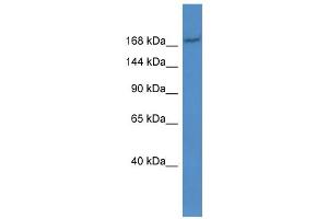 WB Suggested Anti-Abcc2 Antibody Titration:  0. (ABCC2 抗体  (Middle Region))