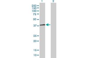 Western Blot analysis of RNF41 expression in transfected 293T cell line by RNF41 MaxPab polyclonal antibody. (RNF41 抗体  (AA 1-317))