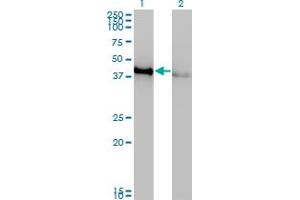 Western Blotting (WB) image for anti-cAMP Responsive Element Binding Protein 1 (CREB1) (AA 1-341) antibody (ABIN560460)