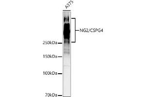Western blot analysis of extracts of  cells, using NG2/CSPG4 antibody (ABIN1679389, ABIN3017852, ABIN3017853 and ABIN5664347) at 1:1000 dilution.