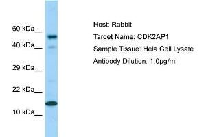 Western Blotting (WB) image for anti-Cyclin-Dependent Kinase 2 Associated Protein 1 (CDK2AP1) (C-Term) antibody (ABIN2789771) (CDK2AP1 抗体  (C-Term))