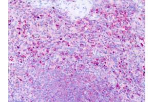 Anti-HRH1 / H1 Receptor antibody IHC of human spleen. (HRH1 抗体  (Cytoplasmic Domain))