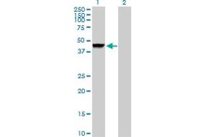 Western Blot analysis of CTSD expression in transfected 293T cell line by CTSD MaxPab polyclonal antibody. (Cathepsin D 抗体  (AA 1-412))