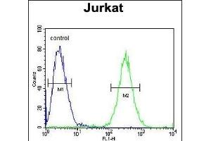 ST3GAL5 Antibody (C-term) (ABIN652016 and ABIN2840497) flow cytometric analysis of Jurkat cells (right histogram) compared to a negative control cell (left histogram). (ST3GAL5 抗体  (AA 389-418))