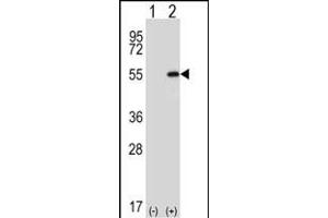 Western blot analysis of DDX39 (arrow) using rabbit polyclonal DDX39 Antibody (Center ) (ABIN652341 and ABIN2841566). (DDX39 抗体  (AA 250-277))