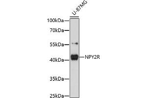 Western blot analysis of extracts of U-87MG cells, using NPY2R antibody (ABIN7268889) at 1:1000 dilution. (NPY2R 抗体  (C-Term))
