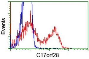 HEK293T cells transfected with either RC206740 overexpress plasmid (Red) or empty vector control plasmid (Blue) were immunostained by anti-C17orf28 antibody (ABIN2452861), and then analyzed by flow cytometry. (HID1/DMC1 抗体)