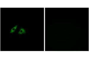 Immunofluorescence analysis of HeLa cells, using GPR152 Antibody. (GPR152 抗体  (AA 301-350))