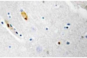 Immunohistochemistry (IHC) analyzes of TCF-3 antibody in paraffin-embedded human brain tissue. (TCF3 抗体)